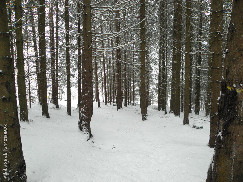 Fototapeta premium hiver