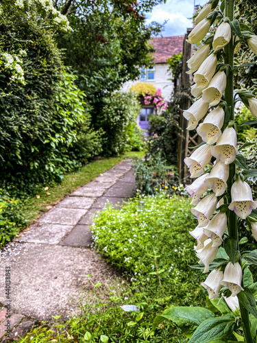 path in the garden