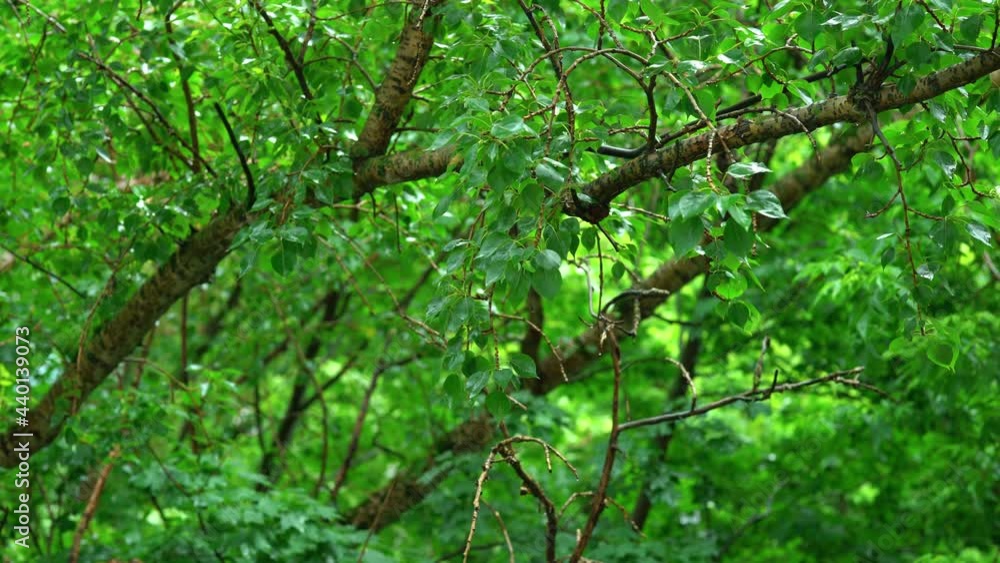 Tree branch with green foliage and falling raindrops. Summer rain. Raining season. Trees background. Park during the rain. Raindrops on the leaves. The wind moves the leaves. 4K UHD video Tree branch with green foliage and falling raindrops. Summer rain. Raining season. Trees background. Park during the rain. Raindrops on the leaves. The wind moves the leaves. 4K UHD video