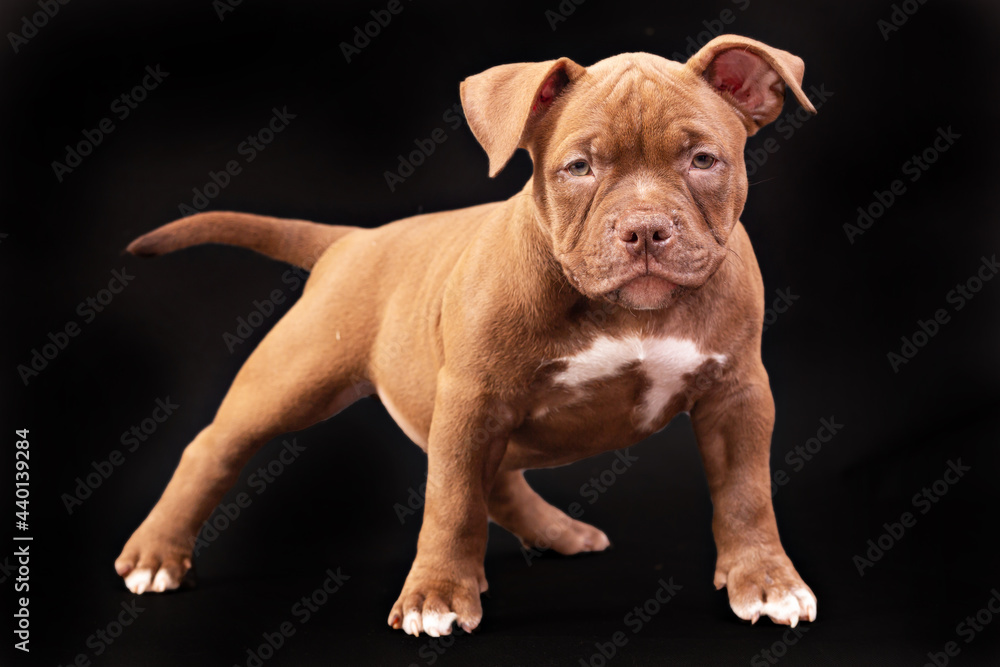 Fototapeta premium A brown American bully puppy with uncut ears. Close-up, isolated on a black background