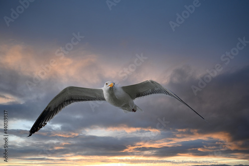 A seagull in flight at sunseton the Oregon coast near Depoe Bay photo