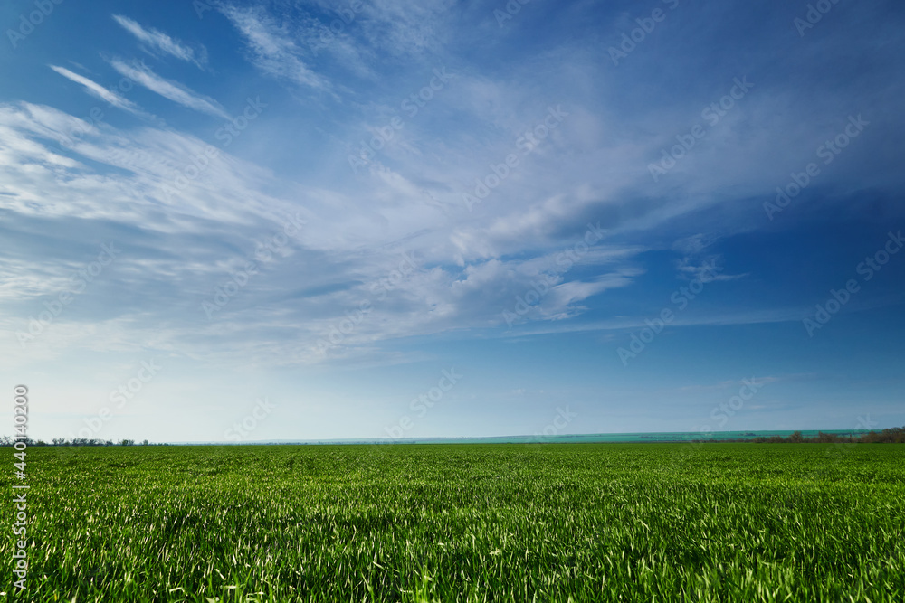 agricultural field with young sprouts and a blue sky with clouds - a beautiful spring landscape agricultural field with young sprouts and a blue sky with clouds - a beautiful spring landscape