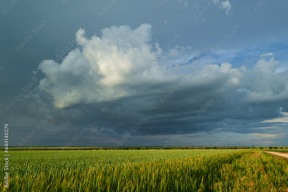 Agricultural field for growing young wheat, barley, rye. Beautiful spring landscape with stormy sky Agricultural field for growing young wheat, barley, rye. Beautiful spring landscape with stormy sky