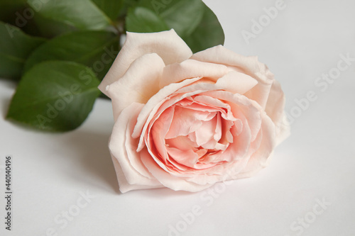 gently pink rose on a white background