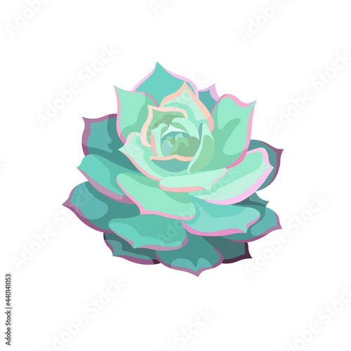 Beautiful isolated Echeveria Lola in Flat design style, vector oil-painted Succulent Stone Rose or Echeveria on white isolated background, concept of Succulents and Home plants, Window Gardening.