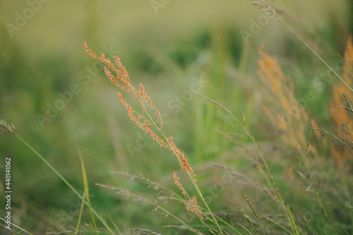 Closeup of the Curled dock (Rumex crispus) photo