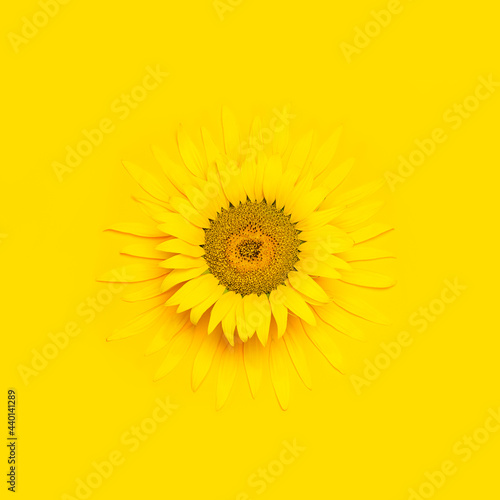 Creative background with yellow sunflower with flying petals top view Flat lay. Harvest time agriculture farming sunflower oil. Sunflower yellow background. Beautiful floral card Template for design