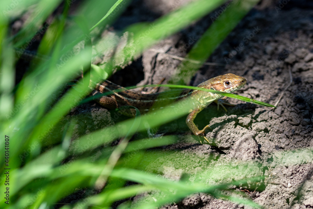 Fototapeta premium curious common wall lizard