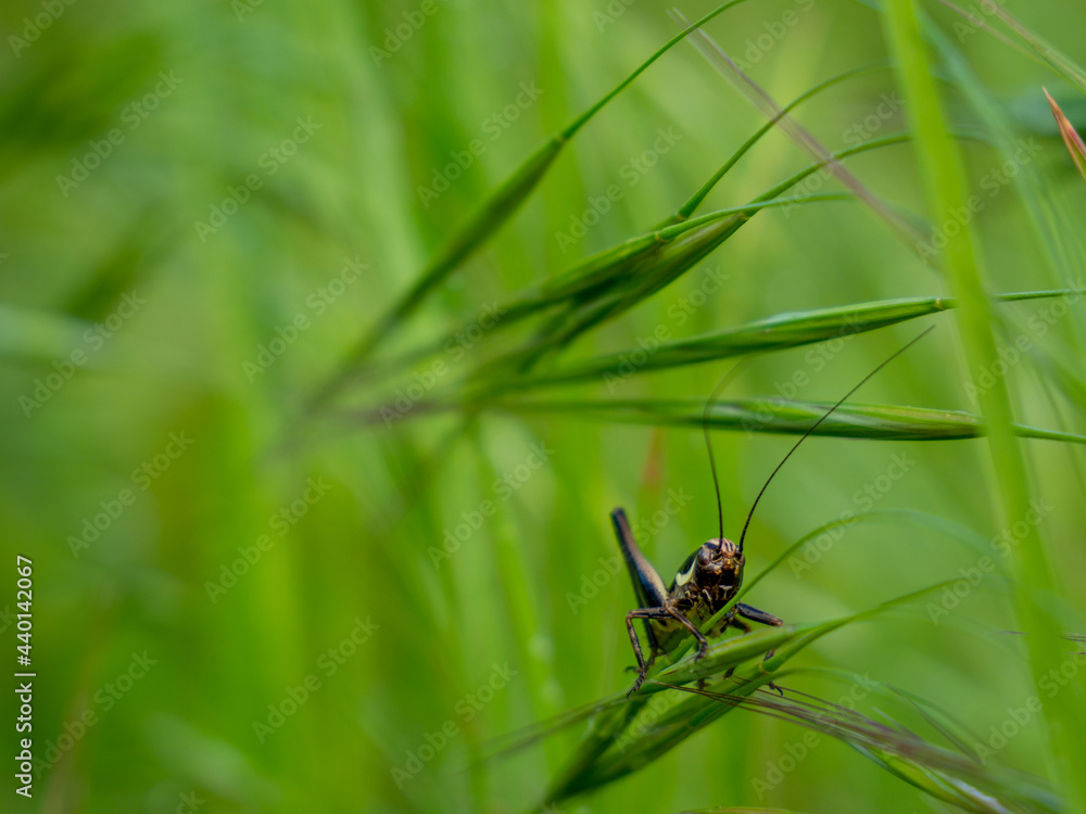 black cricket in grass, close up photo black cricket in grass, close up photo