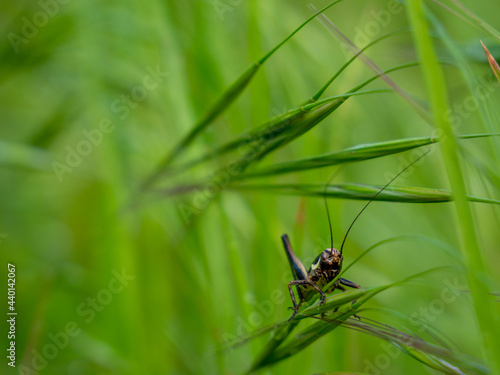 black cricket in grass, close up photo © pfongabe33