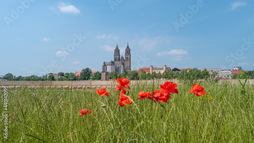 View over old cathedral at historical downtown in Magdeburg with red poppies flowers at Elbe River, Germany, at blue summer sky with clouds.