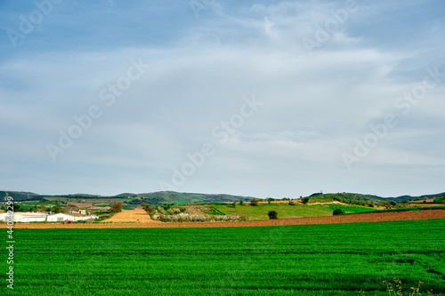 Magnificent green grass agricultural field covered the hill that extends to blue sky and harvesting area on in waiting for harvesting and fallow pasture © SKahraman