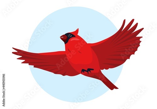 Red Cardinal bird flying in sky. Vector illustration
