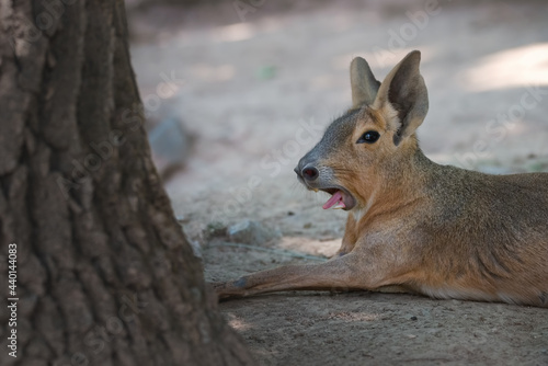 Yawning Patagonian mara (also known as the Patagonian cavy, hare, or dillaby). This herbivorous animal is found in open and semiopen habitats in Argentina, including large parts of Patagonia. photo