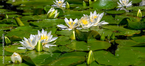 Water covered by blossoms and leaves of white pond lilies in sunshine at Tulln  Austria