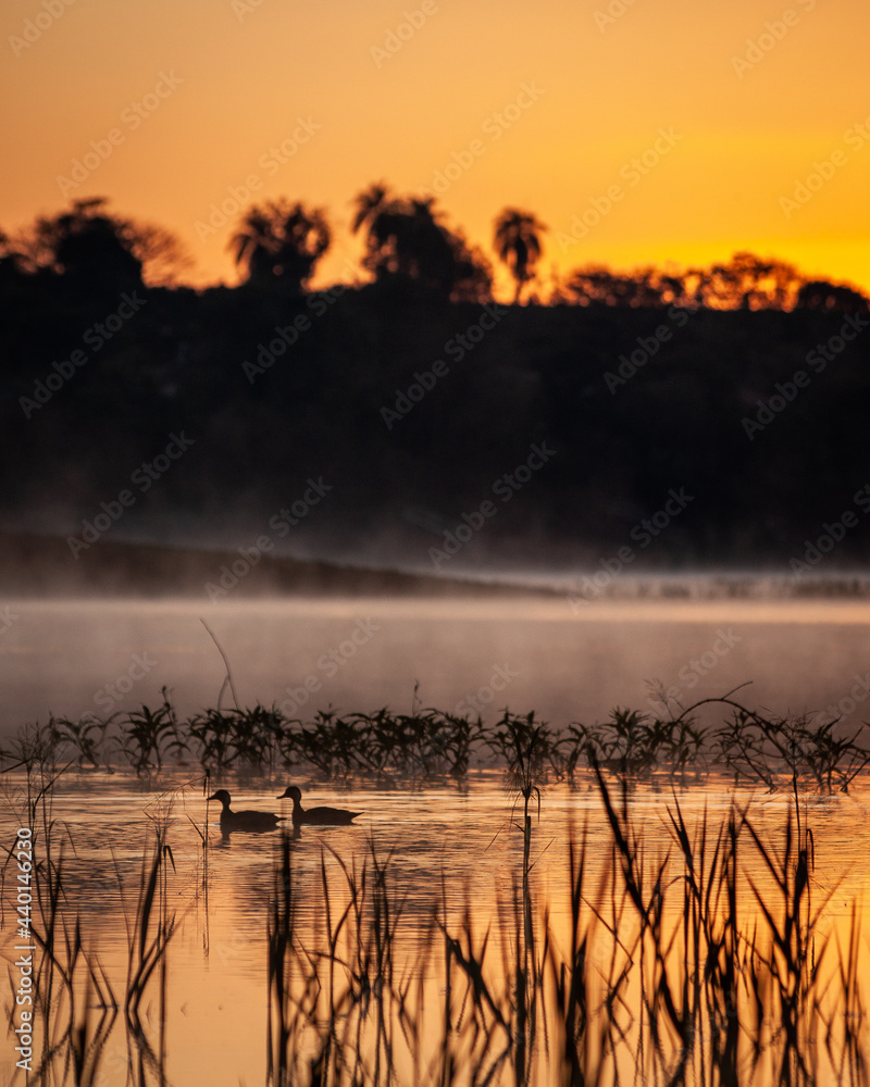 sunrise over the lake, amanhecer na neblina com casal de patos