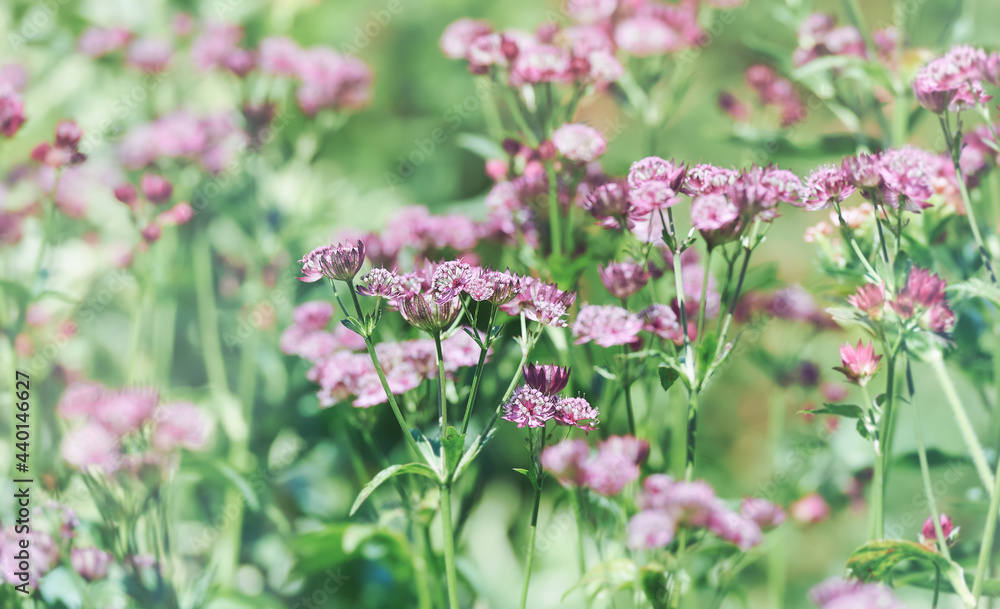Obraz premium Nature background with spring flowers. Selective and soft focus. 