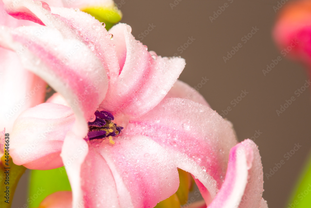 Pink hyacinth on green background. Close up blooming flower. Pink hyacinth on green background. Close up blooming flower.