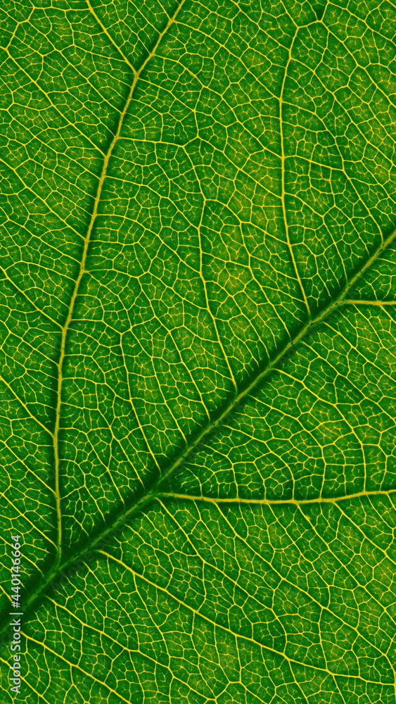 Fresh leaf of fruit tree close up. Mosaic pattern of a net of yellow veins and green plant cells. Beautiful summer mobile phone wallpaper. Bright abstract vertical background on a floral theme. Macro Fresh leaf of fruit tree close up. Mosaic pattern of a net of yellow veins and green plant cells. Beautiful summer mobile phone wallpaper. Bright abstract vertical background on a floral theme. Macro