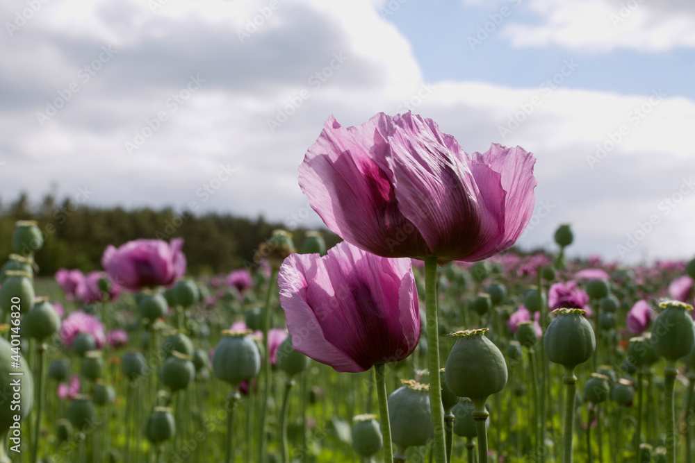Opium poppy. Pharmaceutical opium poppy field against the sky. Summer landscape . Opium poppy. Pharmaceutical opium poppy field against the sky. Summer landscape .