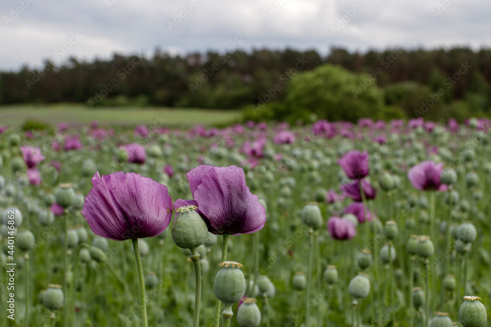 Opium poppy. Pharmaceutical opium poppy field against the sky. Summer landscape . - obrazy, fototapety, plakaty 