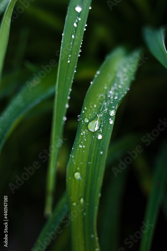 Close up water drops on a green leaf. Rain drops on plants.