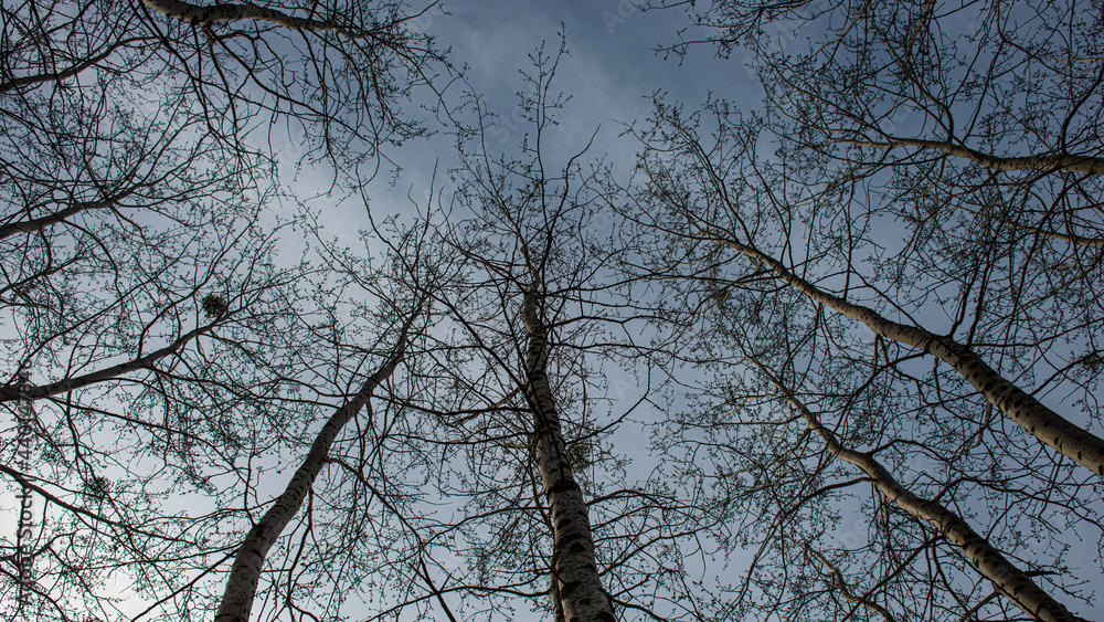 tops of deciduous trees without foliage against the backdrop of a cloudy sky. tops of deciduous trees without foliage against the backdrop of a cloudy sky.
