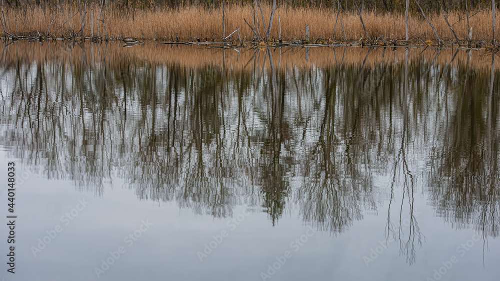reflection of silhouettes of trees on the water surface in the river. reflection of silhouettes of trees on the water surface in the river.