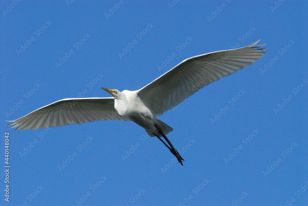 BIRDS- Florida- Close Up of a Great White Egret in Flight BIRDS- Florida- Close Up of a Great White Egret in Flight