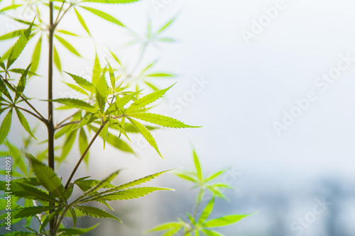 marijuana leaves on a light background. home cultivation of marijuana