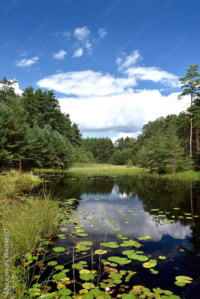 Fototapeta premium Small lake in the middle of the forest in a summertime against blue, cloudy sky