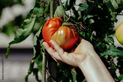 Girl touching ripe tomato in garden photo