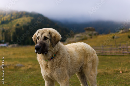 Mountain shepherd dog 
