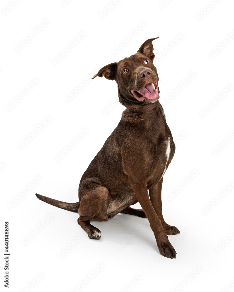 Big Brown Dog With Funny Happy Expression