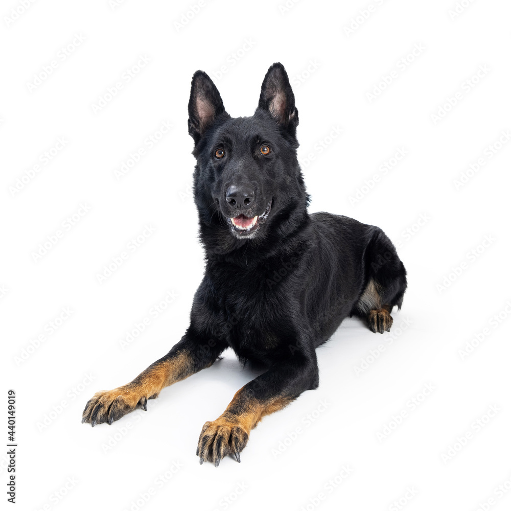 Happy Belgian Malinois Crossbreed Dog Lying Down Happy Belgian Malinois Crossbreed Dog Lying Down
