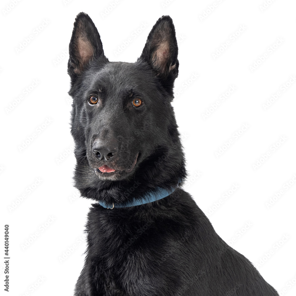 Happy Large Belgian Malinois Dog Closeup