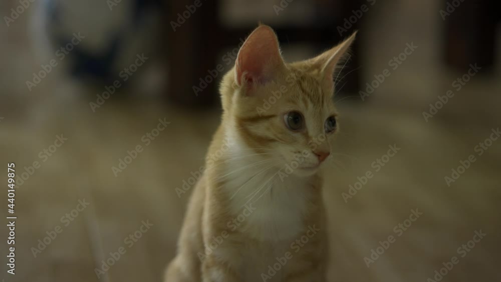 Slow motion kitten glancing at and away from camera Slow motion kitten glancing at and away from camera