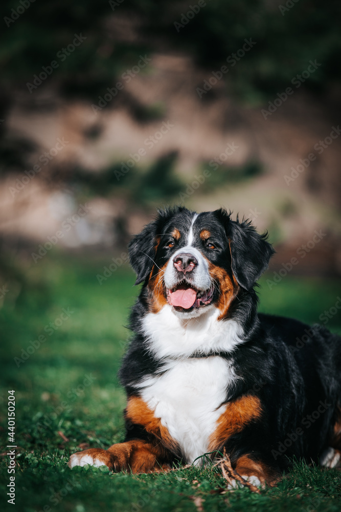 Bernese mountain dog female in the beautiful park. Pure breed dog posing outside