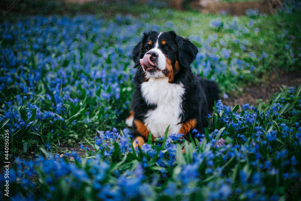 Bernese mountain dog female in the beautiful park. Pure breed dog posing outside	
