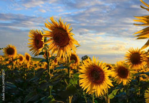 Sunflower flower in field. Summer background with copy space. Cultivation  harvest of sunflower.