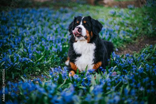 Bernese mountain dog female in the beautiful park. Pure breed dog posing outside 
