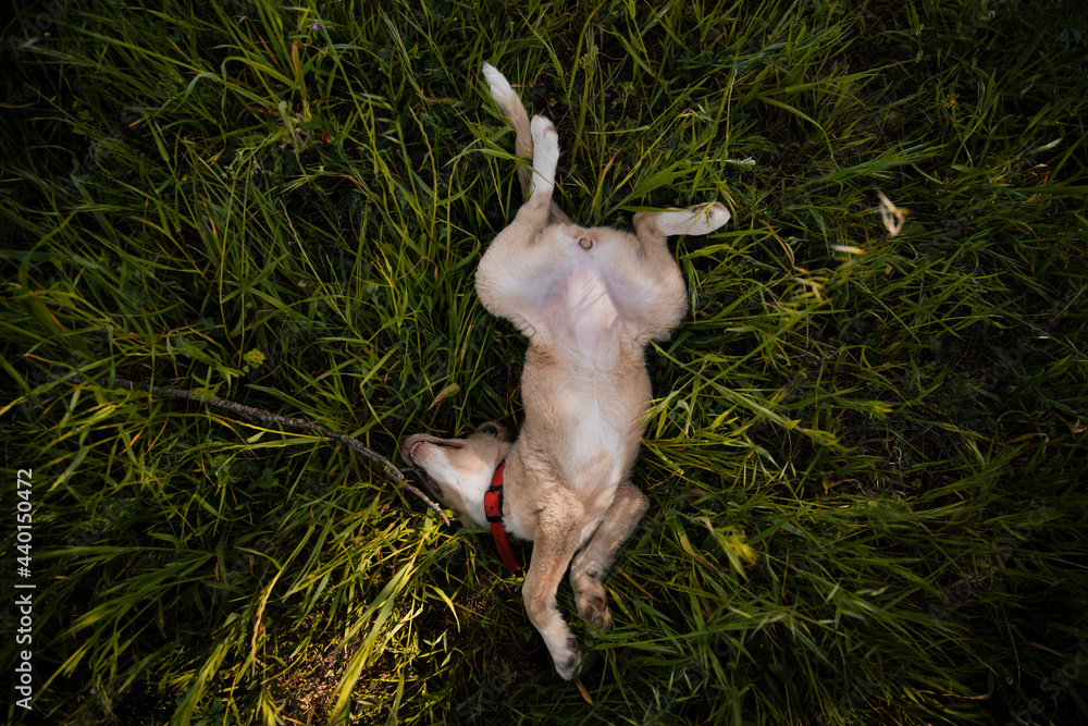 Dog lying on grass Dog lying on grass