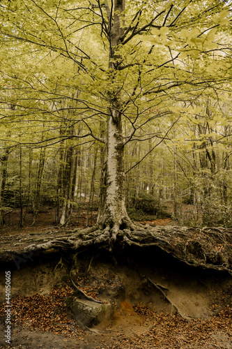 Tree with underground roots in forest photo
