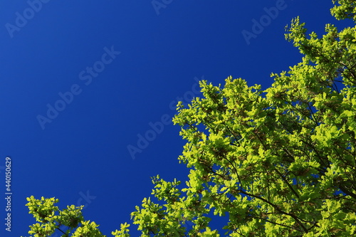 Light green leaves against a clear blue sky. The top of a tree or bush. Area for copy space. Stockholm, Sweden, Scandinavia, Europe.