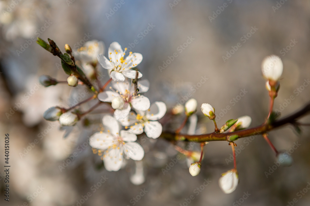 Denmark, White blossoming branch in spring Denmark, White blossoming branch in spring