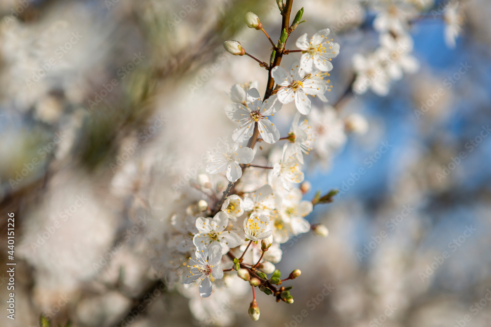 Denmark, White blossoming branch in spring Denmark, White blossoming branch in spring