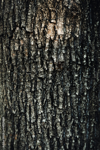 Tree bark textured background