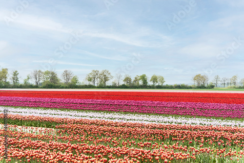 Field of red, pink, white and orange blooming tulips photo