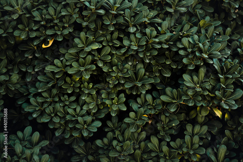 Green foliage background