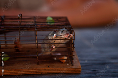 Mouse in cage looking away photo